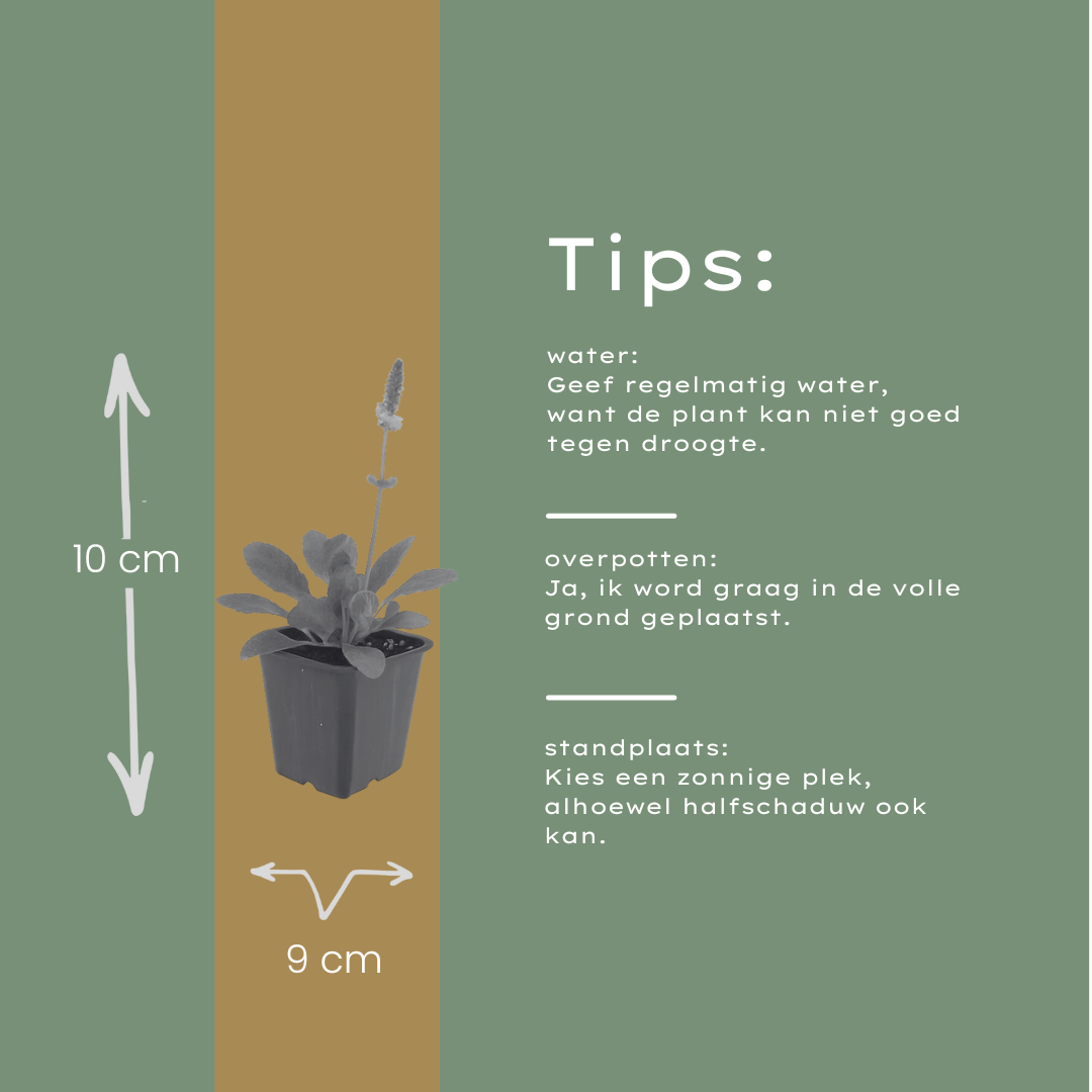 24x Stachys mon. 'Hummelo' - ↕10-25cm - Ø9cm
