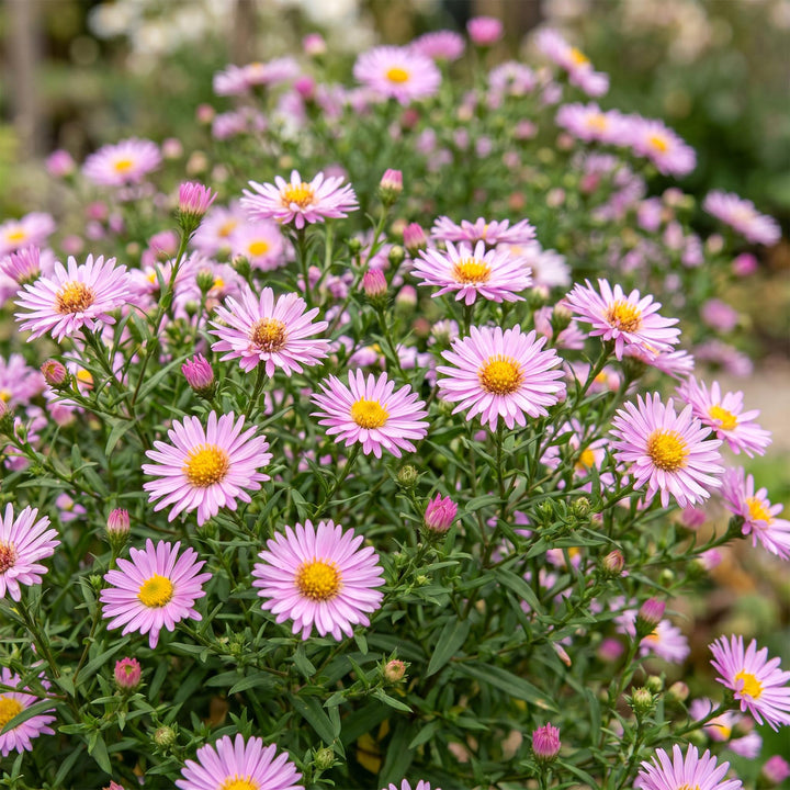 Plante vivace - Aster Wood's Pink - Spirée - Attire les abeilles et les papillons - Rose - 24 Plantes - Pot 11cm - Hauteur 15-25cm