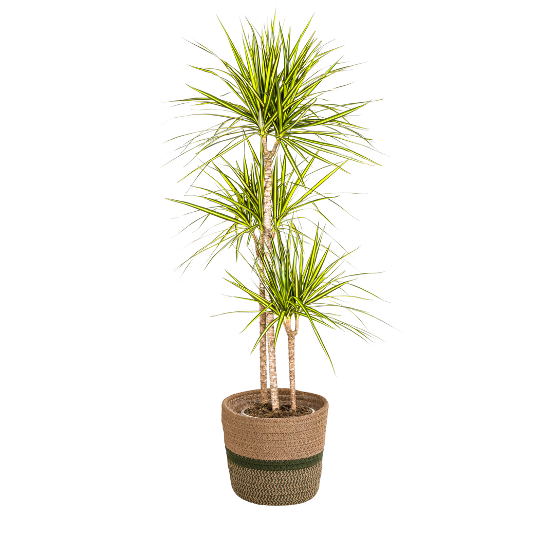 Dracaena Marginata Sunray with Basket Ø24cm | 130-150cm