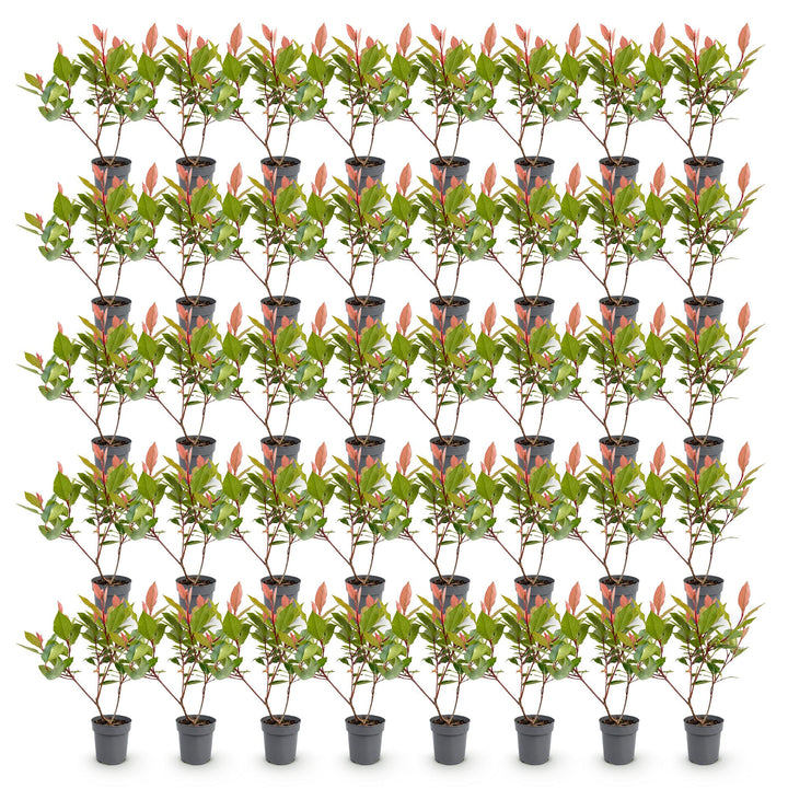 40 Photinia x fraseri 'Little Red Robin' plants in 9cm pots, 25-35cm tall - view 2