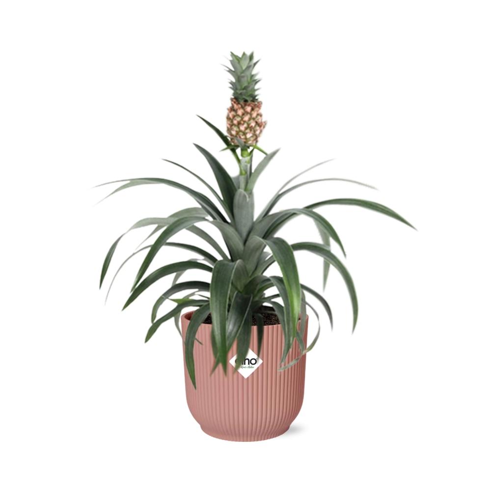Ornamental Pineapple Mi Amigo (Ananas comosus 'Mi Amigo') in a pink ELHO Vibes pot, view 2