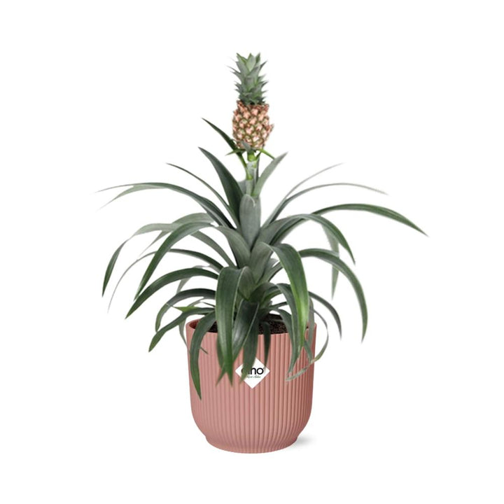 Ornamental Pineapple Mi Amigo (Ananas comosus 'Mi Amigo') in a pink ELHO Vibes pot, view 2