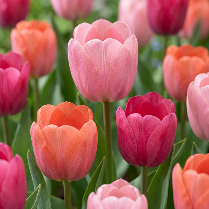 160x Tulipa Positive Vibe - Tulipe Positive Vibe - Divers - Floraison printanière - Calibre 11/12