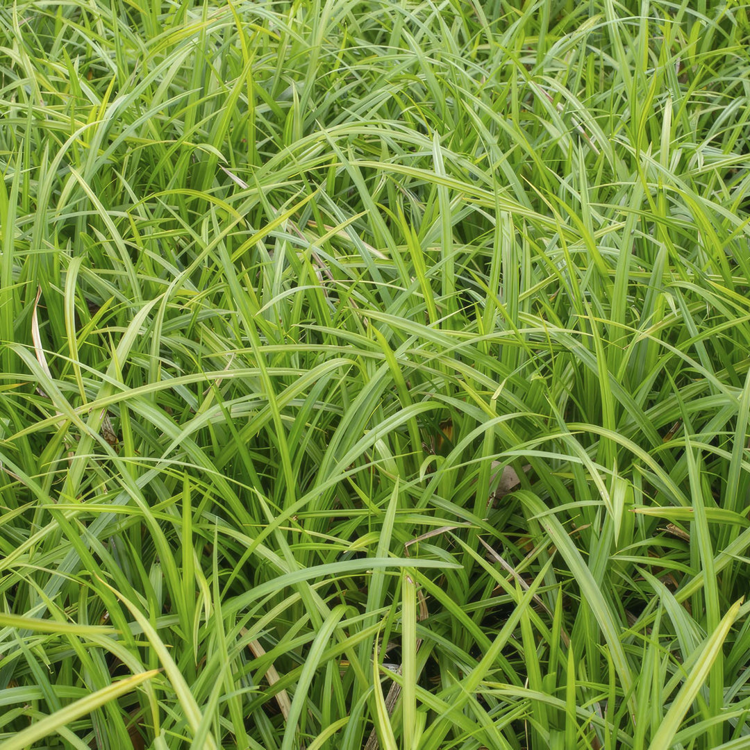 Carex Morrowi Irish Green - Evergreen Groundcover Plants 60 Pack