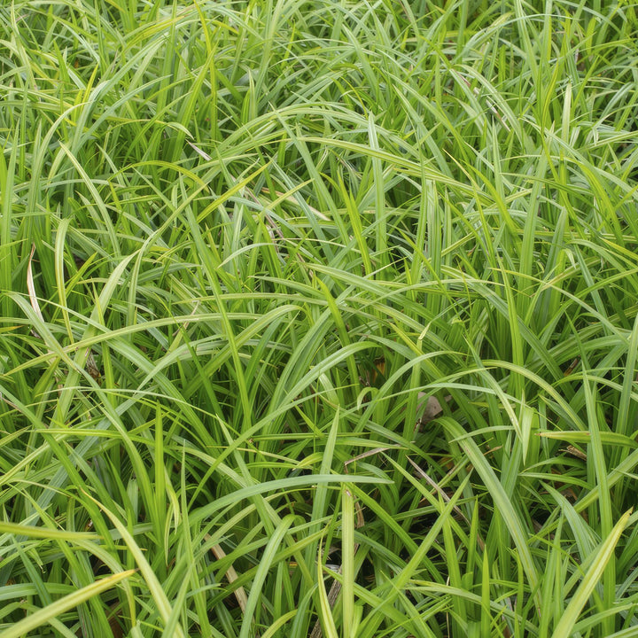Carex Morrowi Irish Green - Evergreen Groundcover Plants 60 Pack