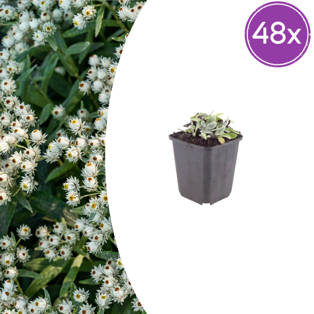 48x Anaphalis triplinervis - ↕10-25cm - Ø9cm