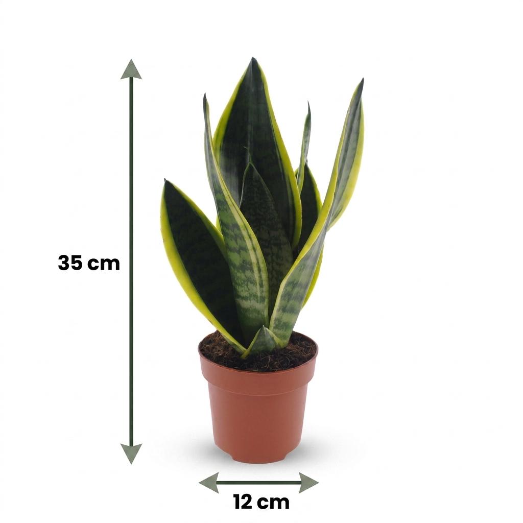 Sansevieria Future Superb - Snake Plant - 2 Plants - with White Pot - Pot 12cm - Height - 35cm