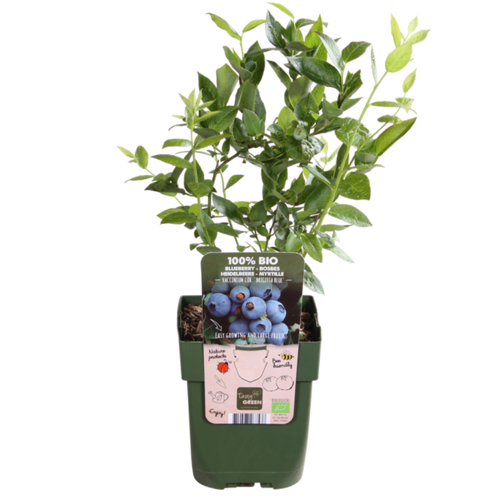 Organic Berry Fruit Plant Collection | Grow Your Own Fruit Starter Kit