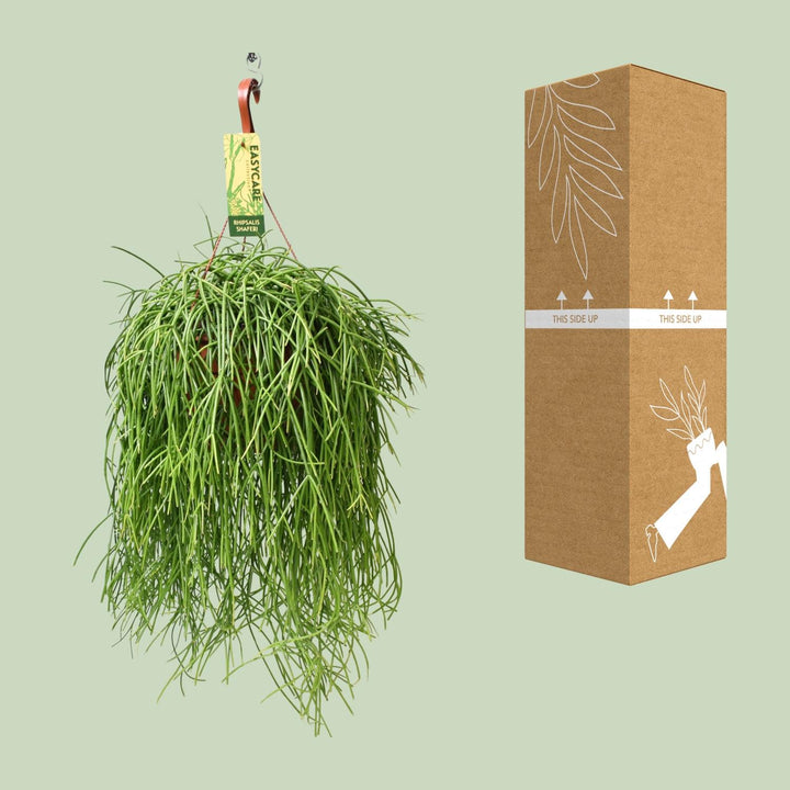 Rhipsalis trailing plant in a 21cm pot, 60cm long, easy care houseplant by Everspring, featuring cascading green stems.