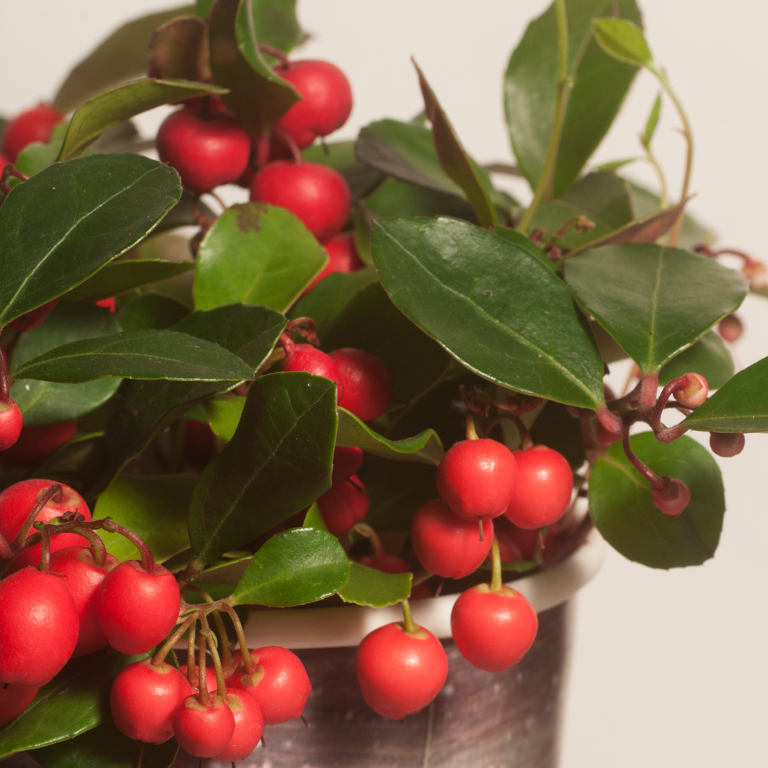 6x Gaultheria procumbens 'Big Berry' - Evergreen Wintergreen | 12cm Pot