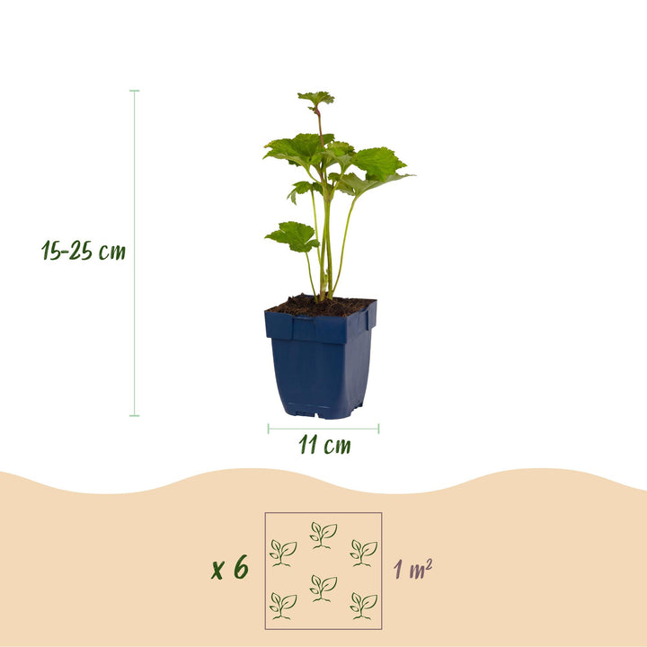 Plante vivace - Anemone hybr. Kön. Charlotte - Anémone d'automne - Ombre - Rose - 24 Plantes - Pot 11cm - Hauteur 15-25cm