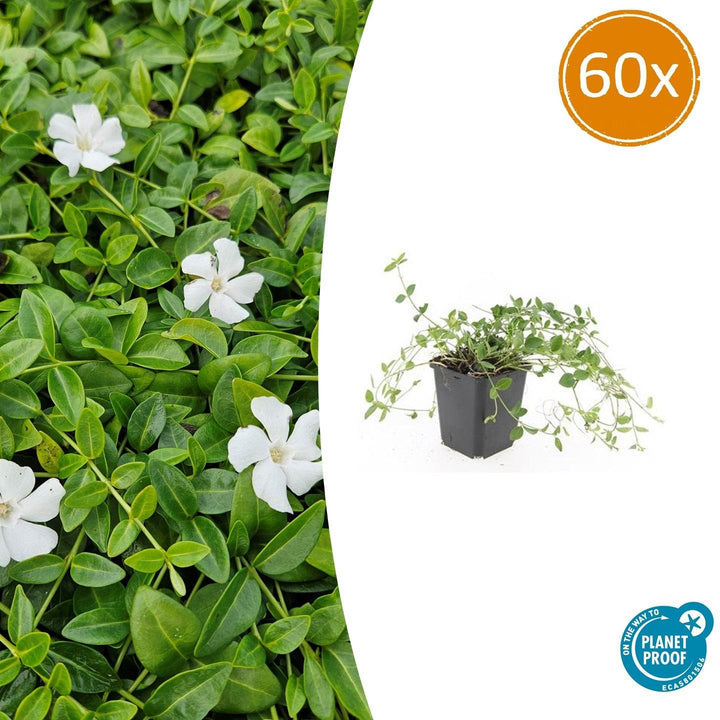 60x Vinca minor 'Gertrude Jekyll' White Flowering Ground Cover - 9cm