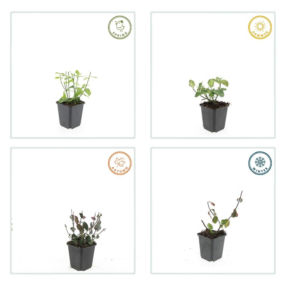 60x Euonymus fortunei Dart's Blanket - Dark Green Ground Cover