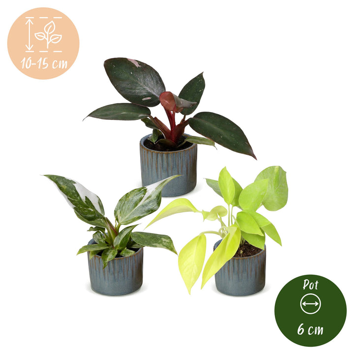 Baby Philodendron Tricolour trio, pack of 3 indoor plants, image 5