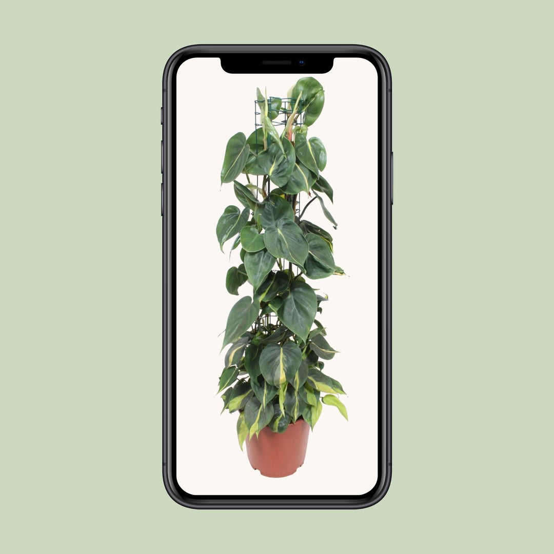 Green Philodendron Brasil plant with heart-shaped leaves in a 120cm trailing arrangement by Everspring