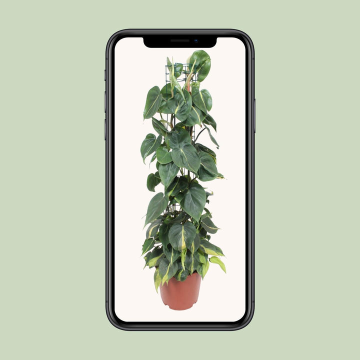 Green Philodendron Brasil plant with heart-shaped leaves in a 120cm trailing arrangement by Everspring