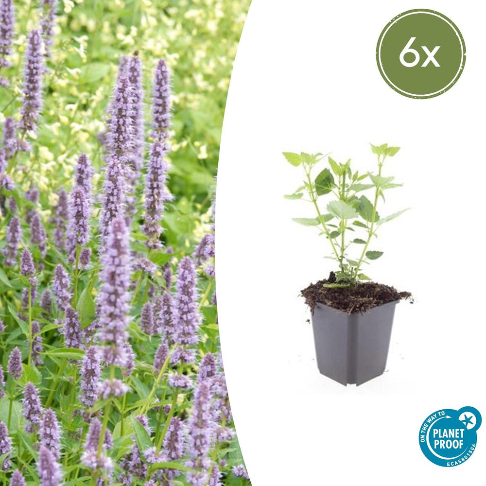 Healthy foliage and strong roots close-up of 6x Agastache 'Blue Fortune' - ↕10-25cm - Ø9cm