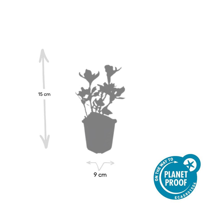 40x Variegated Pachysandra terminalis - Evergreen Ground Cover 10-25cm