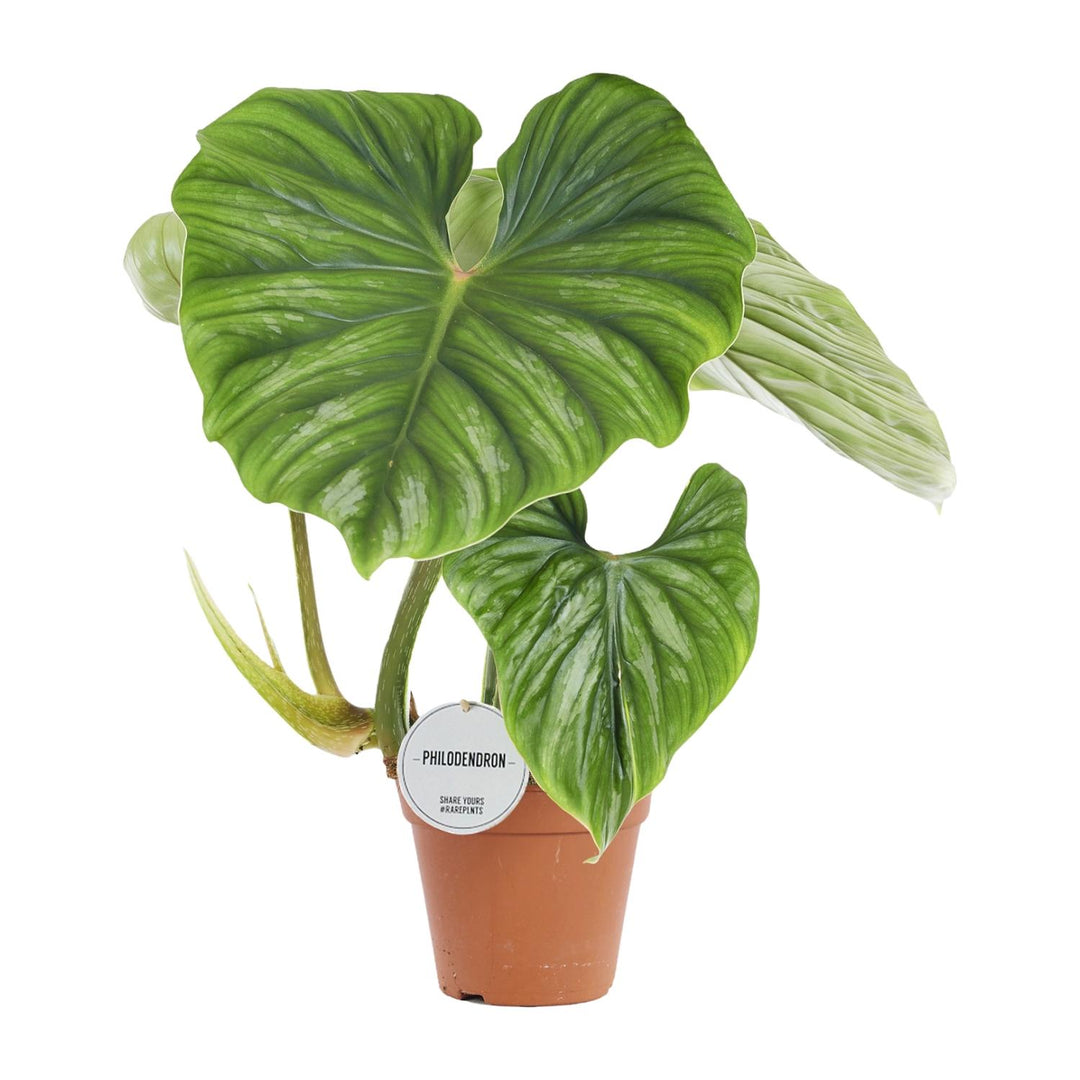 Philodendron Plowmanii 15cm Pot - Low Light Houseplant 50cm Tall