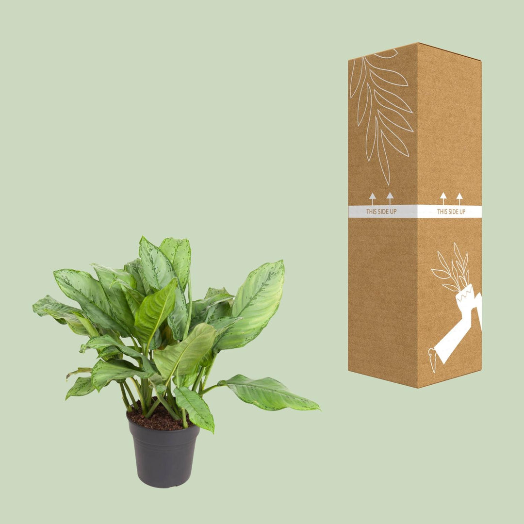Aglaonema Chinese Evergreen 70cm - Low Light Indoor Plant 24cm Pot