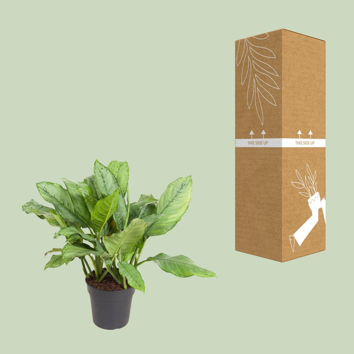 Aglaonema Chinese Evergreen 70cm - Low Light Indoor Plant 24cm Pot