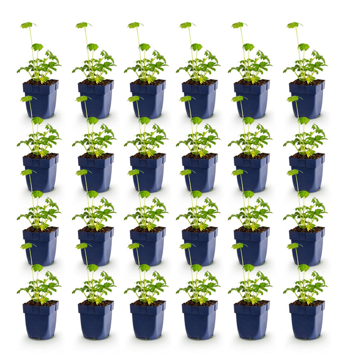 24x Astrantia major masterwort plants in 11cm pots - view 2
