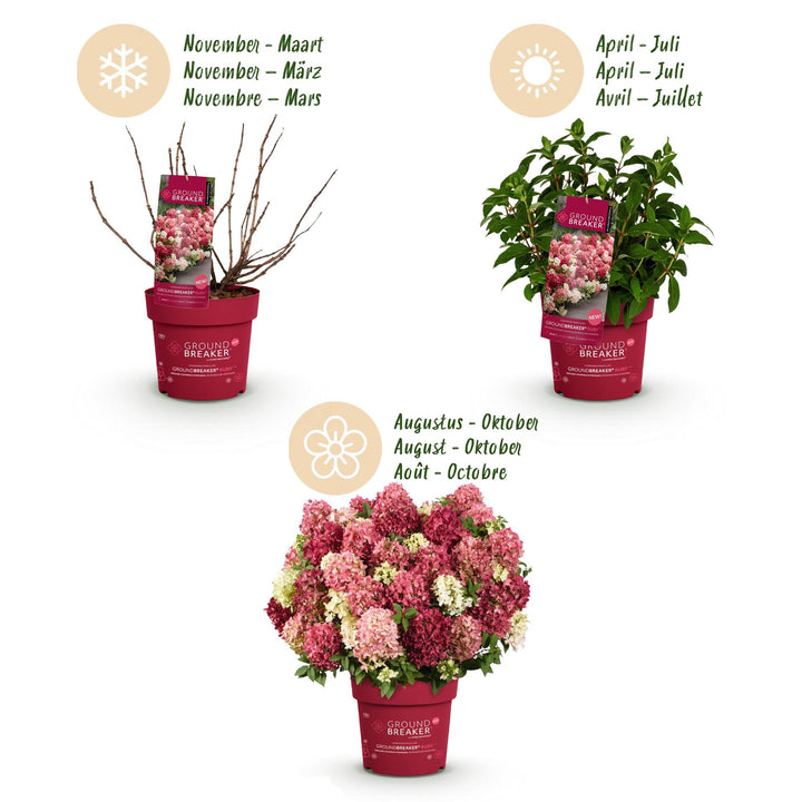 8 Hydrangea paniculata Groundbreaker Ruby plants in 14cm pots - view 4
