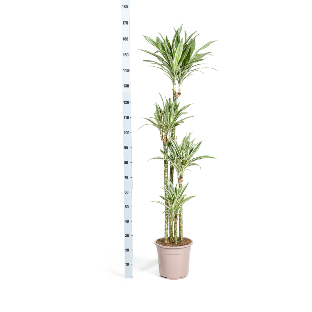 Dracaena White Stripe Indoor Plant 170-190cm Ø27cm Pot
