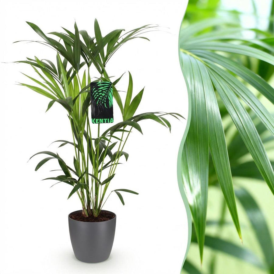 Kentia palm Howea forsteriana with arching feathery fronds in a matte grey decorative pot