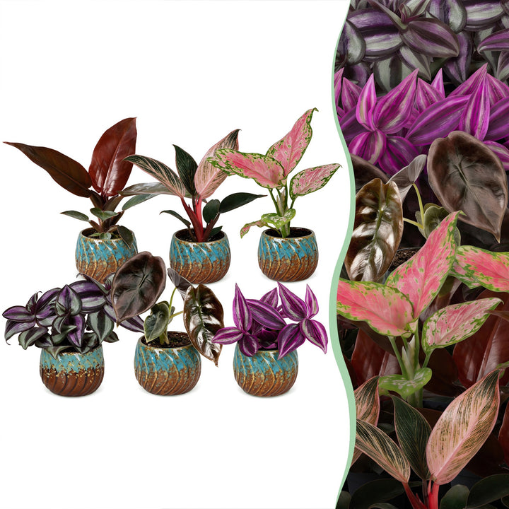 Baby Paradise Mix tropical houseplants, pack of 6