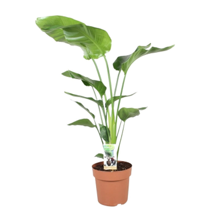 Strelitzia (Bird of Paradise Flower): Your Exotic Indoor Masterpiece!
