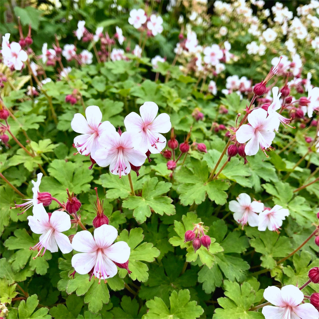 24x Geranium macrorrhizum Spessart bigroot cranesbill in 11cm pots - view 5