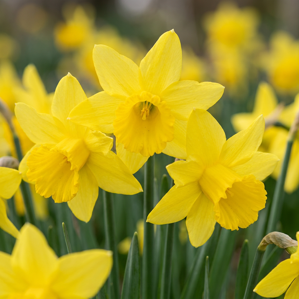 120x Narcissus February Gold - Jonquille February Gold - Jaune - Floraison printanière - Calibre 10/12