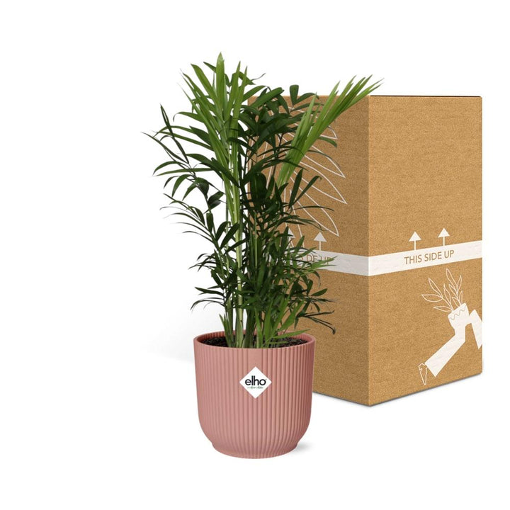 Chamaedorea Elegans - Dwarf Mountain Palm Indoor Plant 14cm Pot
