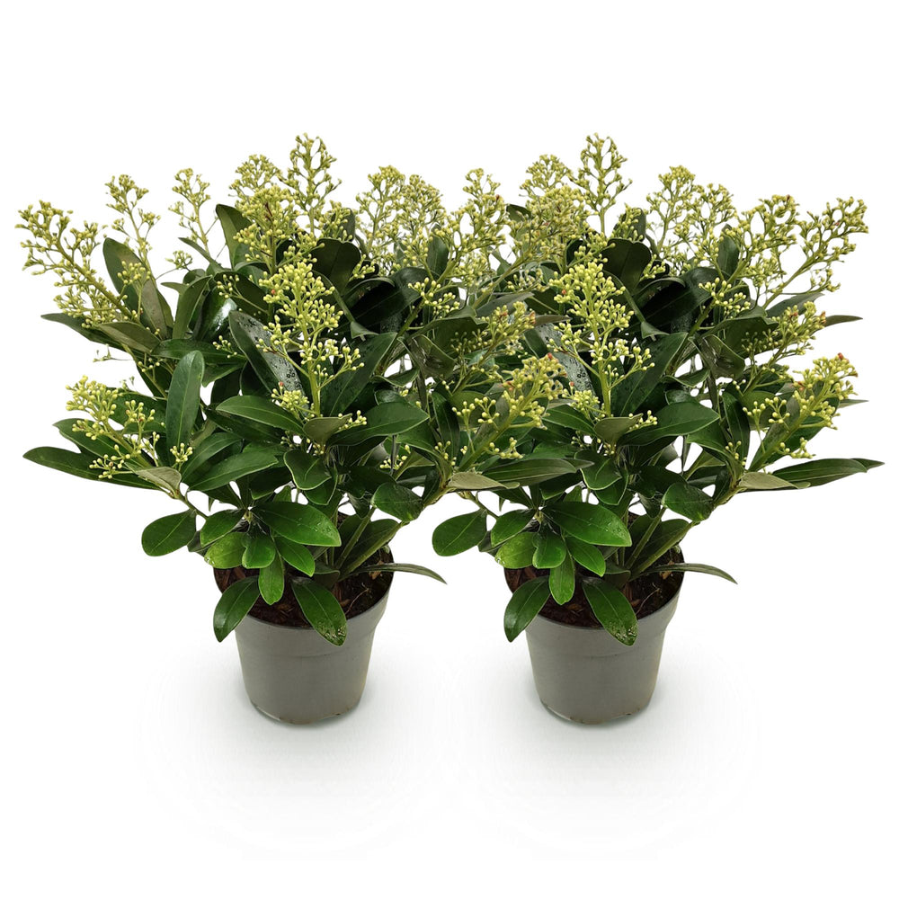 Pack of 2 Skimmia japonica 'Finchy' plants in 15cm pots, 30cm tall - view 2
