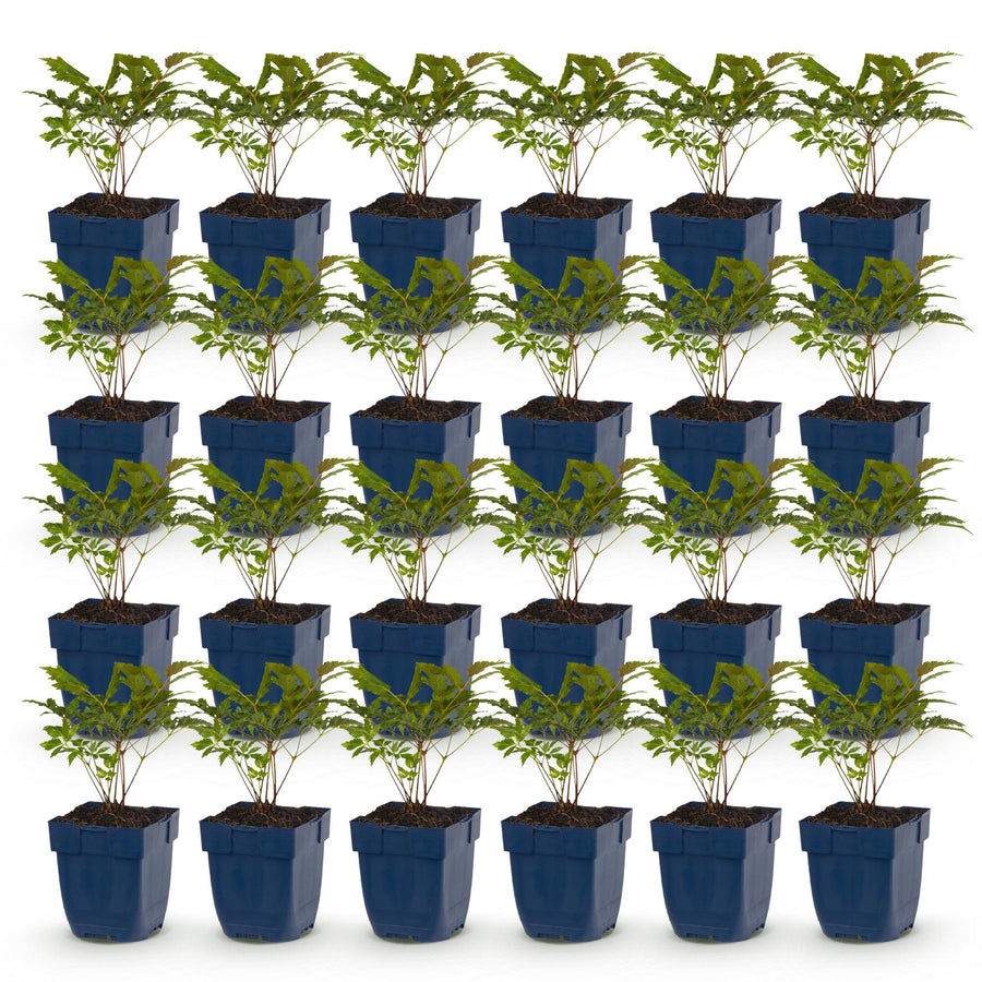 24 mixed astilbe plants in 11cm pots, 15-25cm tall