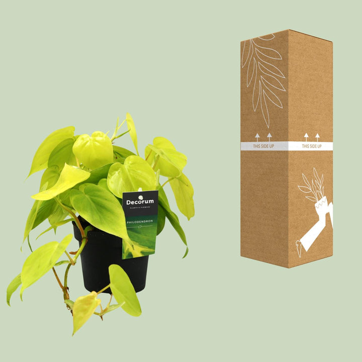 Philodendron Plant 12cm Pot - Easy Care Houseplant 20cm Height