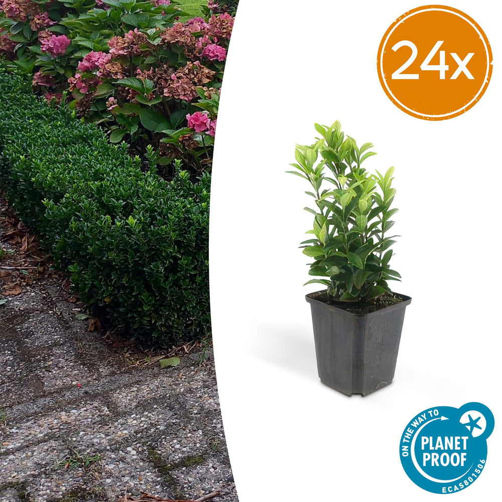24 Euonymus Green Spire plants in 9cm pots, compact evergreen shrubs with lush green foliage, by Everspring.
