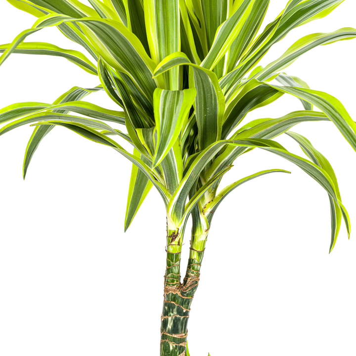 Dracaena Deremensis Lemon Lime 90-110cm — Dragon Tree in 21cm pot, with basket