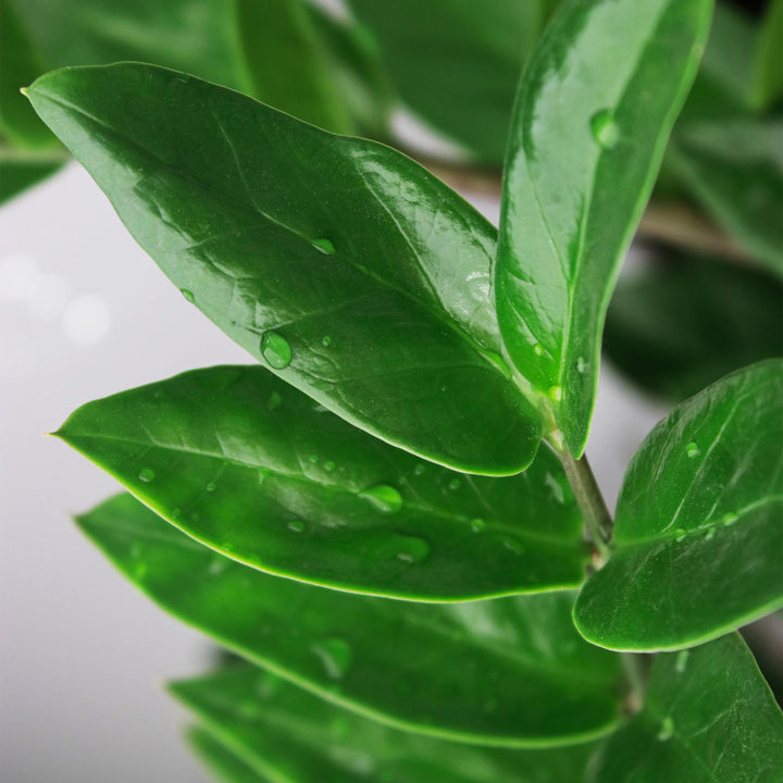 ZZ Plant (Zamioculcas zamiifolia), detail view 4
