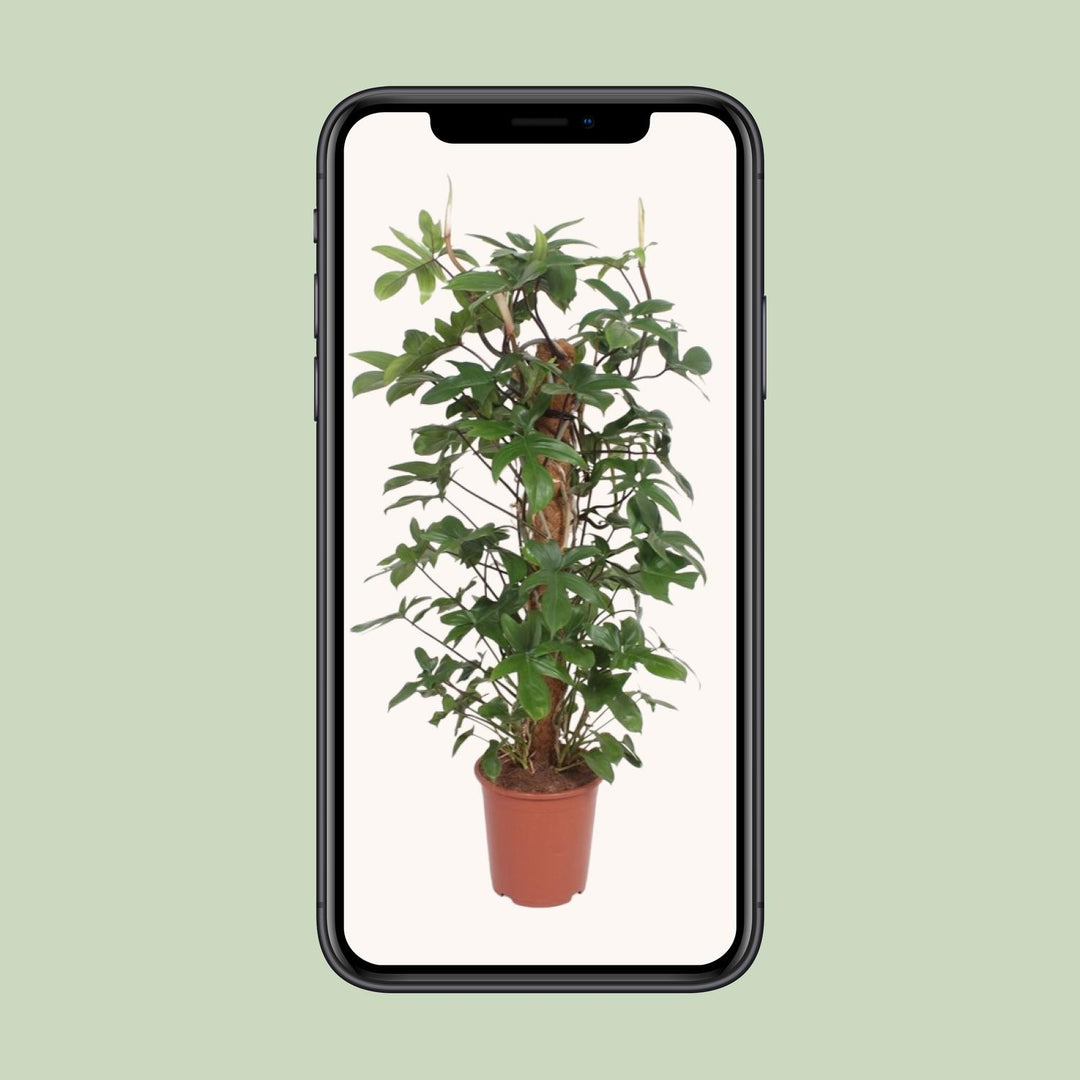 Philodendron Pedatum 130cm - Indoor Plant 27cm Pot - Easy Care
