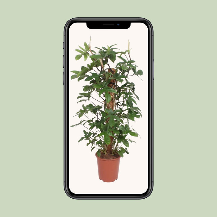 Philodendron Pedatum 130cm - Indoor Plant 27cm Pot - Easy Care
