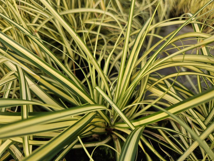 Carex Evergold Japanese Sedge 24-Pack | Gold Variegated Evergreen