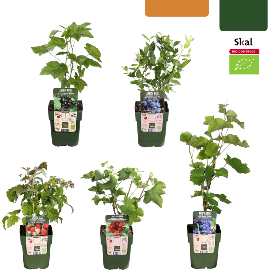 Set of 5 organic fruit plants including blueberries, strawberries, and raspberries by Everspring in green pots