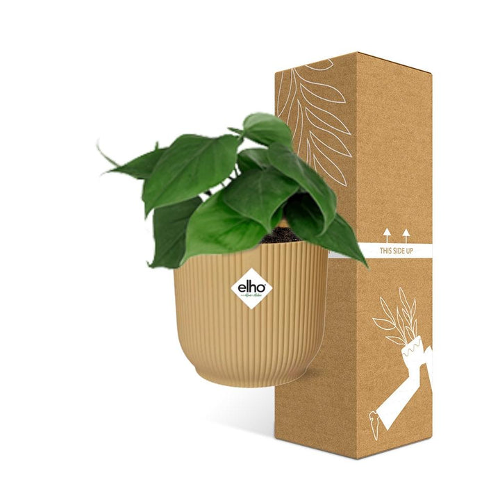 Green Philodendron Scandens houseplant in a decorative pot, known for air purifying benefits, by Everspring.
