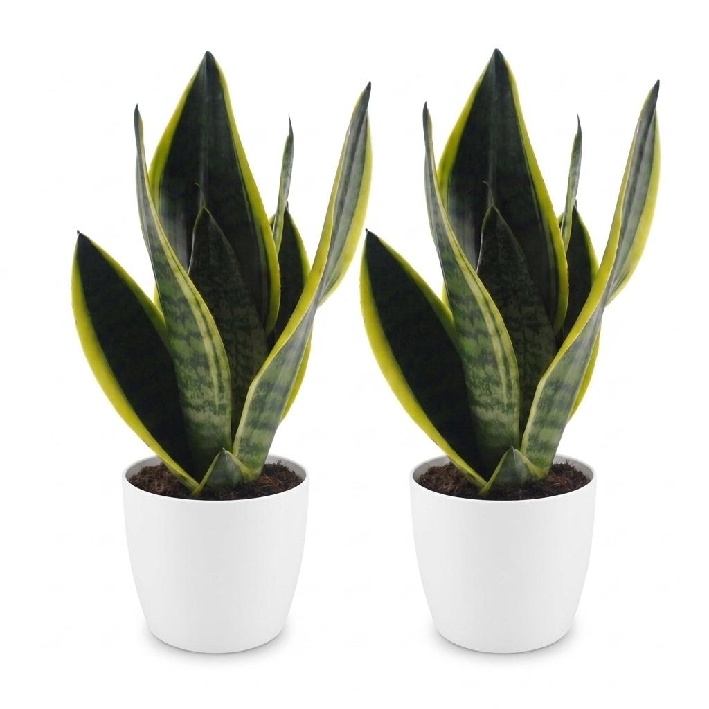 Sansevieria Future Superb - Snake Plant - 2 Plants - with White Pot - Pot 12cm - Height - 35cm
