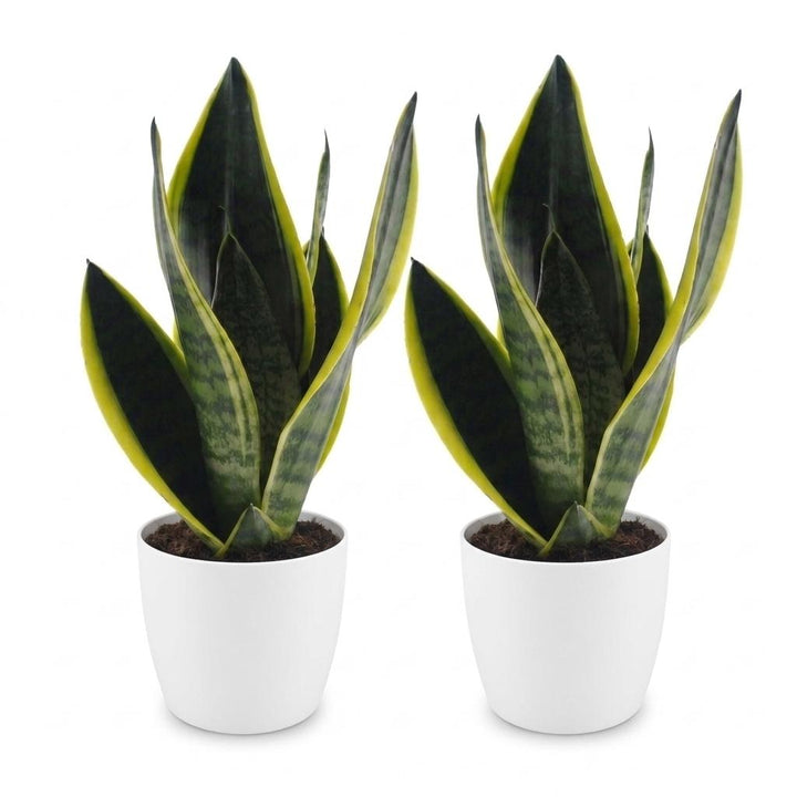 Sansevieria Future Superb - Snake Plant - 2 Plants - with White Pot - Pot 12cm - Height - 35cm