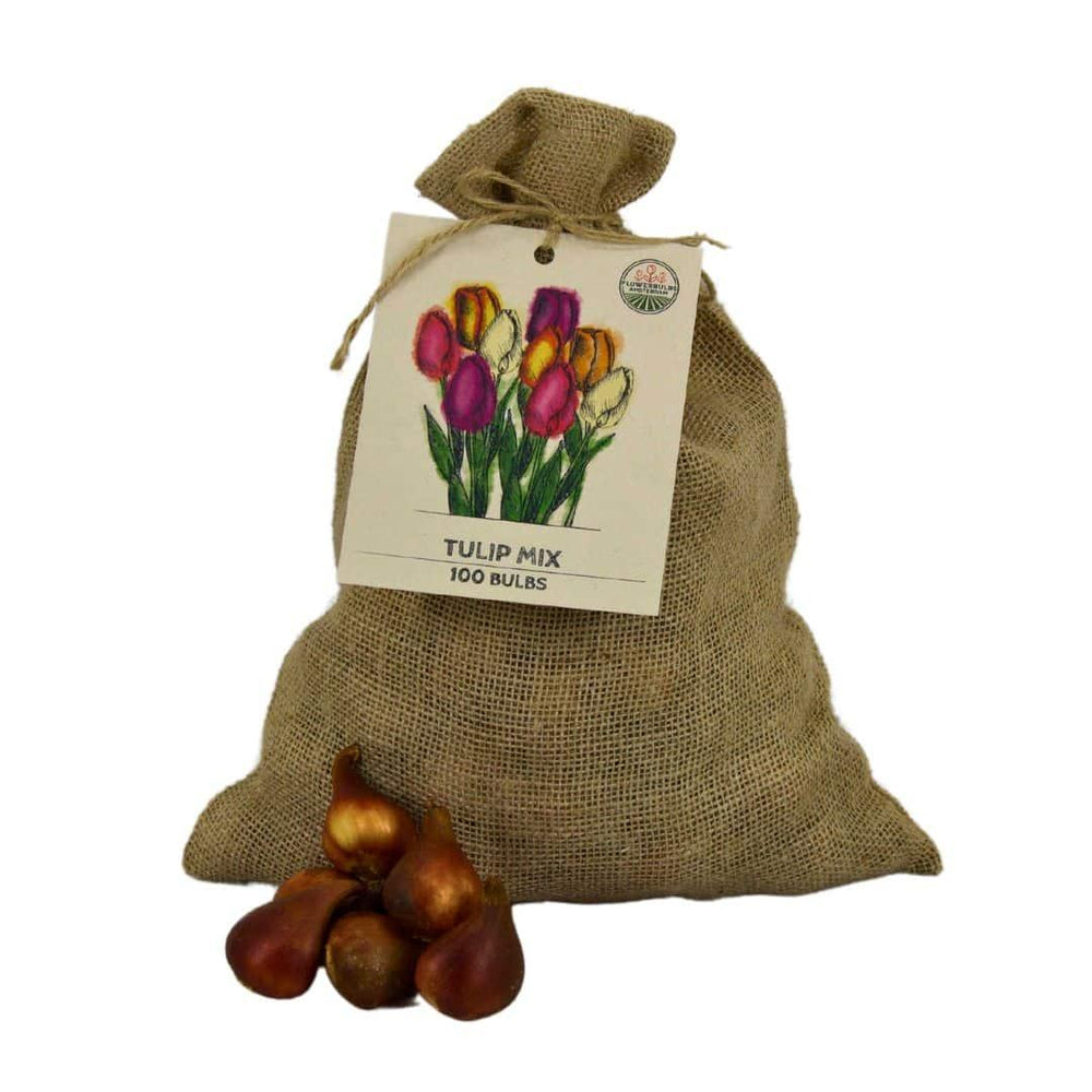 Sustainable burlap bag of 100 tulip bulbs in various colors by Everspring for 2.5 m² floral display.