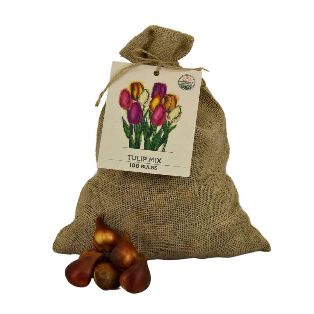 Sustainable burlap bag of 100 tulip bulbs in various colors by Everspring for 2.5 m² floral display.