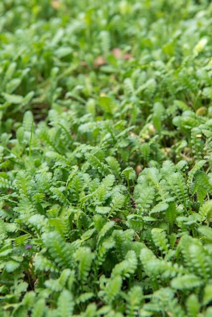 Leptinella Squalida Brass Buttons - Shade Groundcover Plants